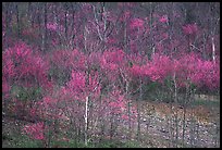 Redbud trees in bloom. Virginia, USA