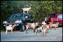 Goats. Saint John, US Virgin Islands ( color)