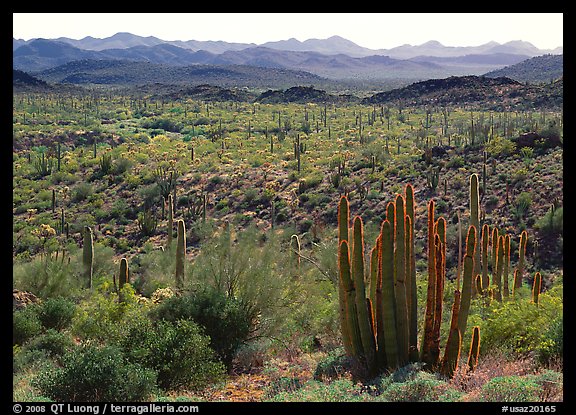 Cactus and Puerto Blanco Mountains. Organ Pipe Cactus  National Monument, Arizona, USA