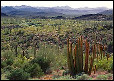 Cactus and Puerto Blanco Mountains. Organ Pipe Cactus  National Monument, Arizona, USA