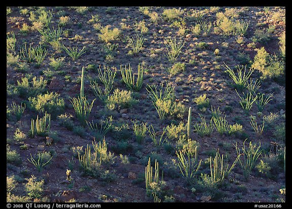 Ocotillo and cactus on a slope. Organ Pipe Cactus  National Monument, Arizona, USA (color)