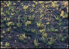 Ocotillo and cactus on a slope. Organ Pipe Cactus  National Monument, Arizona, USA (color)