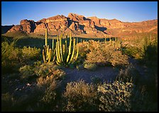 Organ Pipe cactus and Ajo Range, late afternoon. USA ( color)