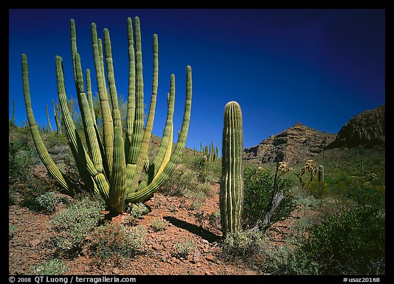 Organ Pipe Cactus and Saguaro. Organ Pipe Cactus  National Monument, Arizona, USA