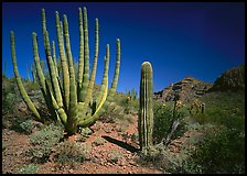 Organ Pipe Cactus and Saguaro. Organ Pipe Cactus  National Monument, Arizona, USA