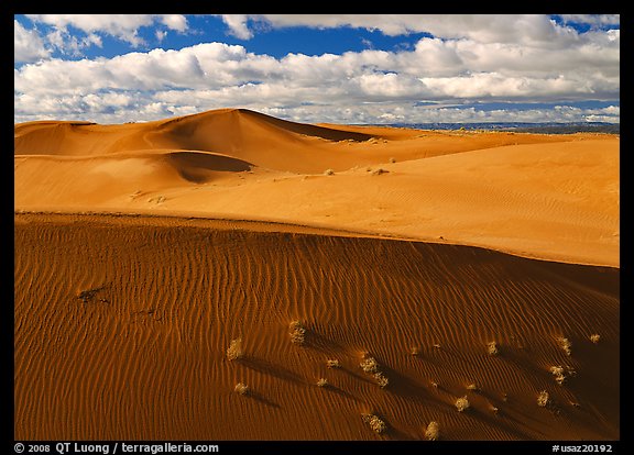 Dunes and bushes. Canyon de Chelly  National Monument, Arizona, USA