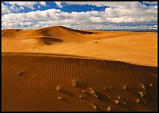 Dunes and bushes. Canyon de Chelly  National Monument, Arizona, USA (color)