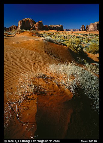 Grasses and sand dunes. Monument Valley Tribal Park, Navajo Nation, Arizona and Utah, USA