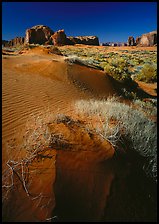 Grasses and sand dunes. Monument Valley Tribal Park, Navajo Nation, Arizona and Utah, USA ( color)