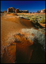 Grasses and sand dunes. Monument Valley Tribal Park, Navajo Nation, Arizona and Utah, USA