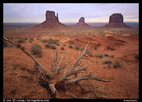 Roots, red earth, and Mittens. Monument Valley Tribal Park, Navajo Nation, Arizona and Utah, USA (color)