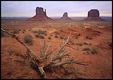 Roots, red earth, and Mittens. Monument Valley Tribal Park, Navajo Nation, Arizona and Utah, USA