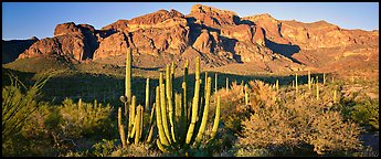 Scenery with organ pipe cactus and desert mountains. Organ Pipe Cactus  National Monument, Arizona, USA (Panoramic color)