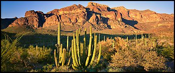 Scenery with organ pipe cactus and desert mountains. Organ Pipe Cactus  National Monument, Arizona, USA