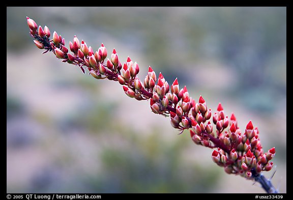 Close-up of Ocatillo bloom. Organ Pipe Cactus  National Monument, Arizona, USA