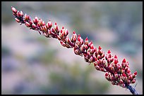 Close-up of Ocatillo bloom. Organ Pipe Cactus  National Monument, Arizona, USA ( color)