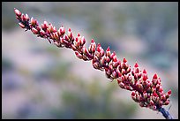 Close-up of Ocatillo bloom. Organ Pipe Cactus  National Monument, Arizona, USA