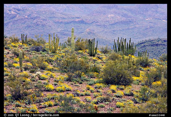 Organ pipe cactus and brittlebush on hillside, North Puerto Blanco Drive. Organ Pipe Cactus  National Monument, Arizona, USA (color)