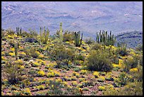 Organ pipe cactus and brittlebush on hillside, North Puerto Blanco Drive. Organ Pipe Cactus  National Monument, Arizona, USA ( color)