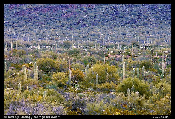 Verdant desert valley bottom with cactus, North Puerto Blanco Drive. Organ Pipe Cactus  National Monument, Arizona, USA