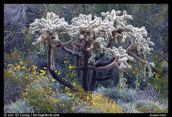 Chain fruit cholla cactus and brittlebush in bloom. Organ Pipe Cactus  National Monument, Arizona, USA (color)