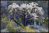 Chain fruit cholla cactus and brittlebush in bloom. Organ Pipe Cactus  National Monument, Arizona, USA (color)