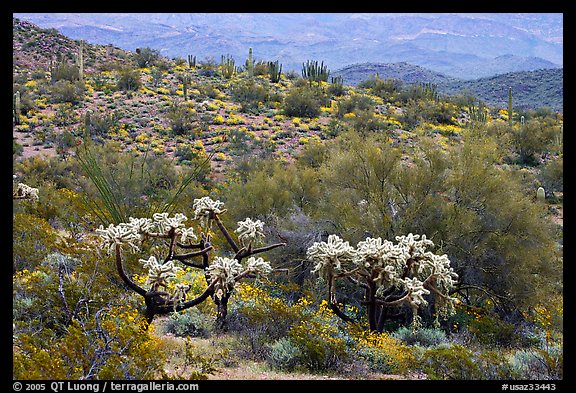 Chain fruit cholla cacti, organ pipe cacti, and brittlebush in bloom on hill. Organ Pipe Cactus  National Monument, Arizona, USA (color)