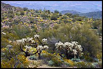 Chain fruit cholla cacti, organ pipe cacti, and brittlebush in bloom on hill. Organ Pipe Cactus  National Monument, Arizona, USA