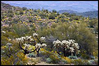 Chain fruit cholla cacti, organ pipe cacti, and brittlebush in bloom on hill. Organ Pipe Cactus  National Monument, Arizona, USA (color)