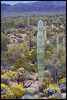 Saguaro cacti and brittlebush in bloom, North Puerto Blanco Drive. Organ Pipe Cactus  National Monument, Arizona, USA (color)