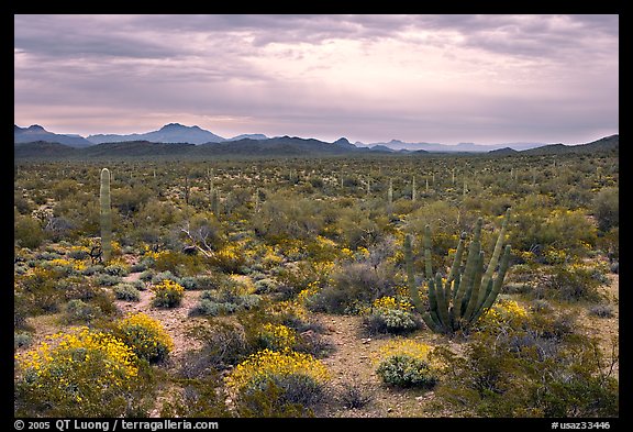 Cactus and brittlebush in the spring under cloudy skies, North Puerto Blanco Drive. Organ Pipe Cactus  National Monument, Arizona, USA (color)