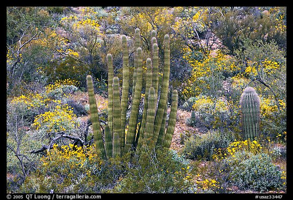 Organ pipe cactus and brittlebush (Encelia farinosa) in bloom. Organ Pipe Cactus  National Monument, Arizona, USA (color)