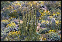 Organ pipe cactus and brittlebush (Encelia farinosa) in bloom. Organ Pipe Cactus  National Monument, Arizona, USA