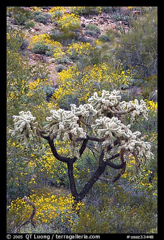 Chain fruit cholla cactus and brittlebush in bloom. Organ Pipe Cactus  National Monument, Arizona, USA