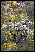 Chain fruit cholla cactus and brittlebush in bloom. Organ Pipe Cactus  National Monument, Arizona, USA (color)