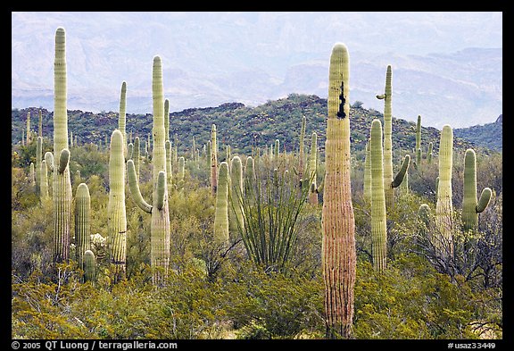 Picture/Photo: Saguaro cacti. Organ Pipe Cactus National Monument ...