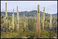 Saguaro cacti. Organ Pipe Cactus  National Monument, Arizona, USA (color)