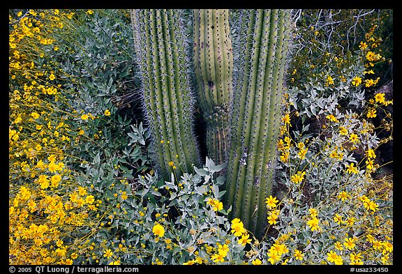 Base of organ pipe cactus and yellow brittlebush flowers. Organ Pipe Cactus  National Monument, Arizona, USA