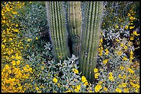 Base of organ pipe cactus and yellow brittlebush flowers. Organ Pipe Cactus  National Monument, Arizona, USA (color)