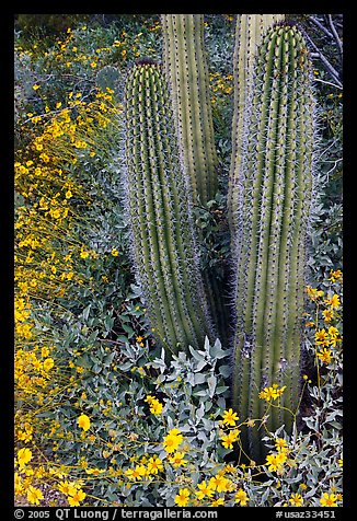 Base of organ pipe cactus and yellow brittlebush flowers. Organ Pipe Cactus  National Monument, Arizona, USA