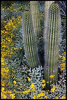 Base of organ pipe cactus and yellow brittlebush flowers. Organ Pipe Cactus  National Monument, Arizona, USA ( color)
