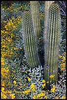 Base of organ pipe cactus and yellow brittlebush flowers. Organ Pipe Cactus  National Monument, Arizona, USA