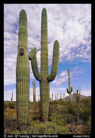 Saguaro cacti. Organ Pipe Cactus  National Monument, Arizona, USA