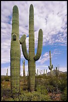 Saguaro cacti. Organ Pipe Cactus  National Monument, Arizona, USA (color)