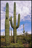 Saguaro cacti. Organ Pipe Cactus  National Monument, Arizona, USA