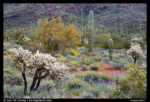 Cactus and annual flowers. Organ Pipe Cactus  National Monument, Arizona, USA