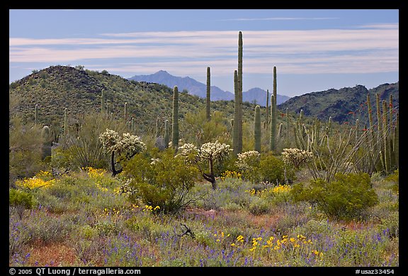 Cactus, annual flowers, and mountains. Organ Pipe Cactus  National Monument, Arizona, USA (color)