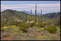 Cactus, annual flowers, and mountains. Organ Pipe Cactus  National Monument, Arizona, USA