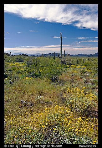 Britlebush in bloom, saguaro cactus, and mountains. Organ Pipe Cactus  National Monument, Arizona, USA (color)