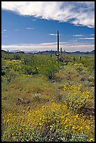 Britlebush in bloom, saguaro cactus, and mountains. Organ Pipe Cactus  National Monument, Arizona, USA